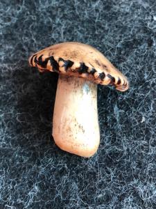 Netsuke aus Knochen, das einen Pilz darstellt. Japan