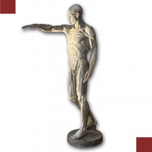 SCULTURA DI MODELLO ANATOMICO MUSCOLARE XIX SECOLO