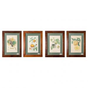Set of 4 fruit prints - ST/89 /1-2-3-4.