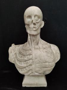 Magnifico Busto Anatomico Esoterico - Marmo di Carrara - H 70 cm - Venezia
