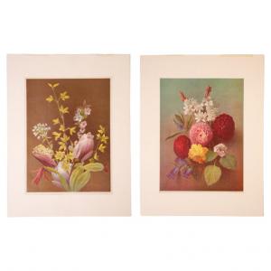 Pair of colored flower prints - ST/634/2 -