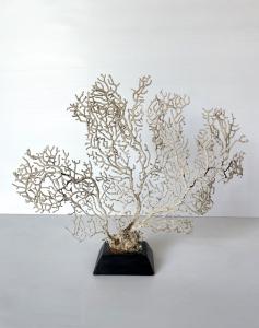 Gorgonia Bianca - Base in legno