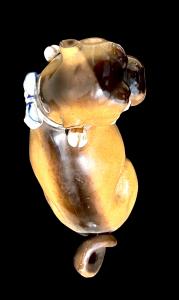 Polychrome porcelain pug dog figure. Dresden. - Foto 6