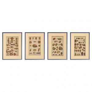 "Shells" Prints-Engravings in English - ST/487 -