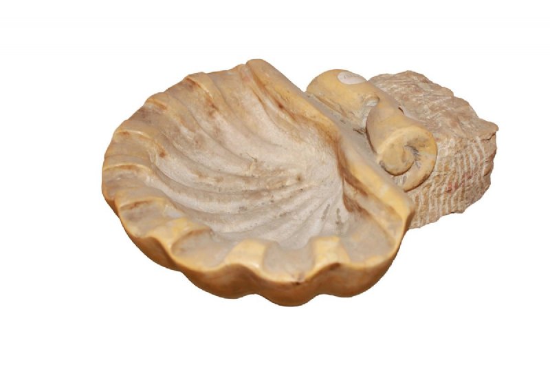 Piccola Acquasantiera del 1800 a conchiglia