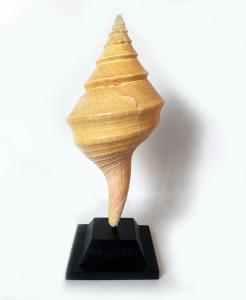 "Sirex"-Muschel - auf Holzsockel