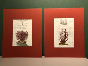 Coralli antiche stampe acquerellate 