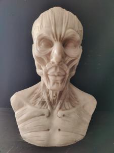 Busto Anatomico finemente definito dal Modello di Houdon - H 60 cm - Marmo di Carrara 