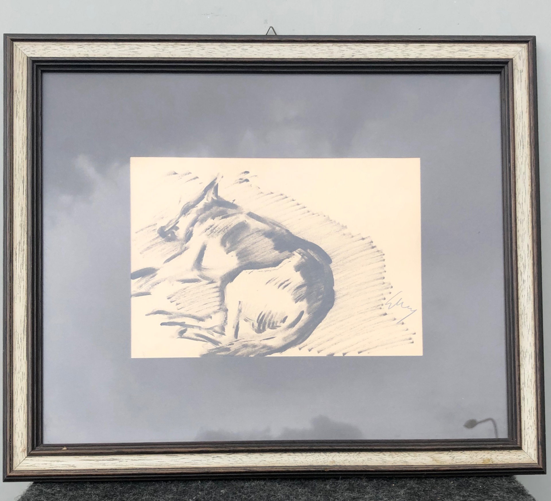 Dessin au fusain représentant un berger allemand dormant. Gino Marzocchi. Bologne (1895-1981).