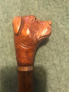 Bastone con pomolo in legno raffigurante testa di cane.Canna in malacca.