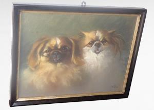 Pekingese