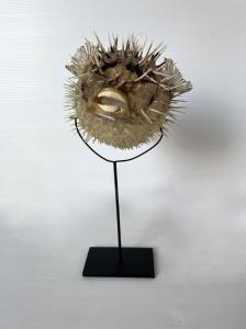 Seeigel - Eisenbasis